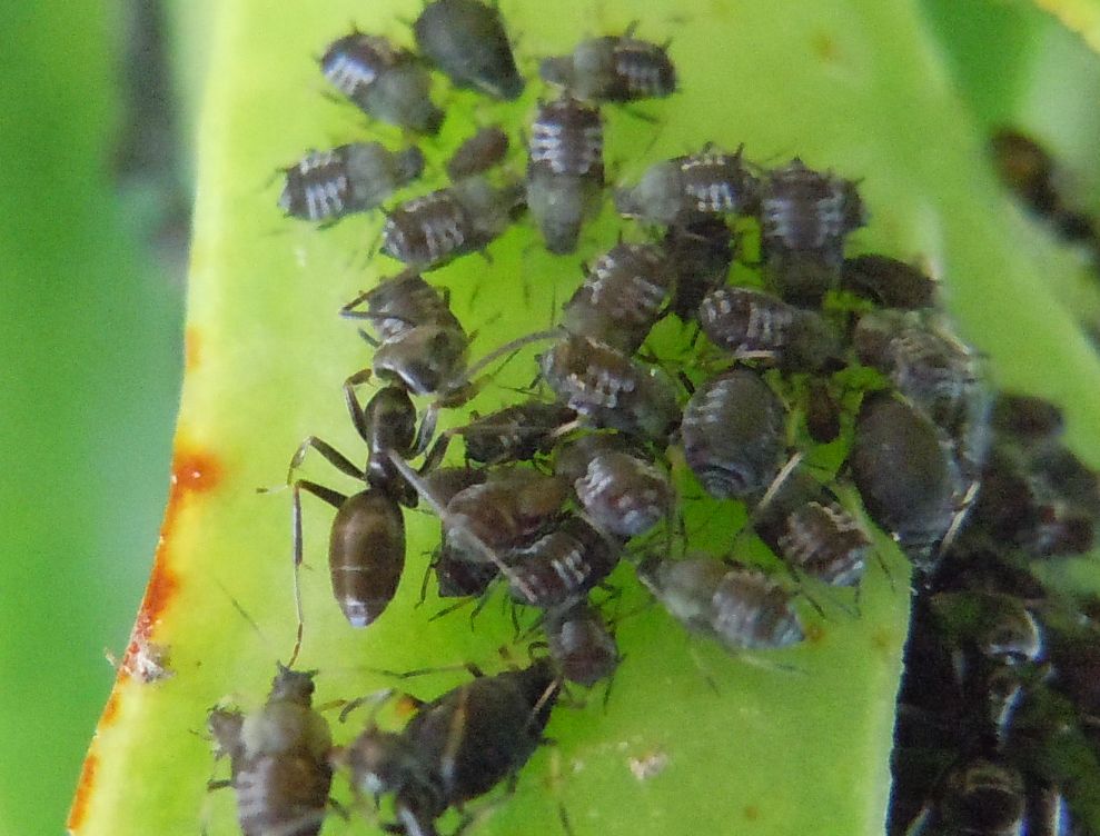 Aphis fabae su Carpobrotus edulis